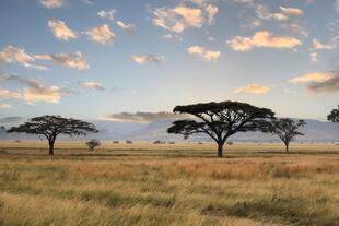 Schirmbaum im Serengeti
