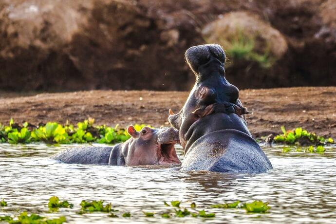 Tsavo West Hippos