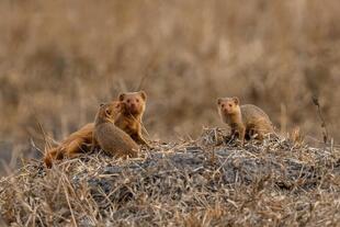 Zwergmongoose im Lake Mburo Nationalpark 