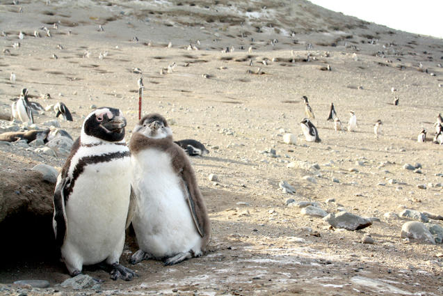 Pinguine auf der Insel Magdalena