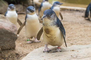 Blaue Pinguine 