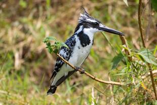 Kingfisher am Kazinga Kanal