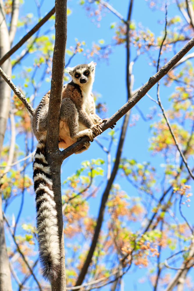Lemur im Anja Lemur-Park