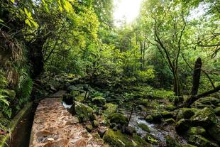 Levada dos Cedros