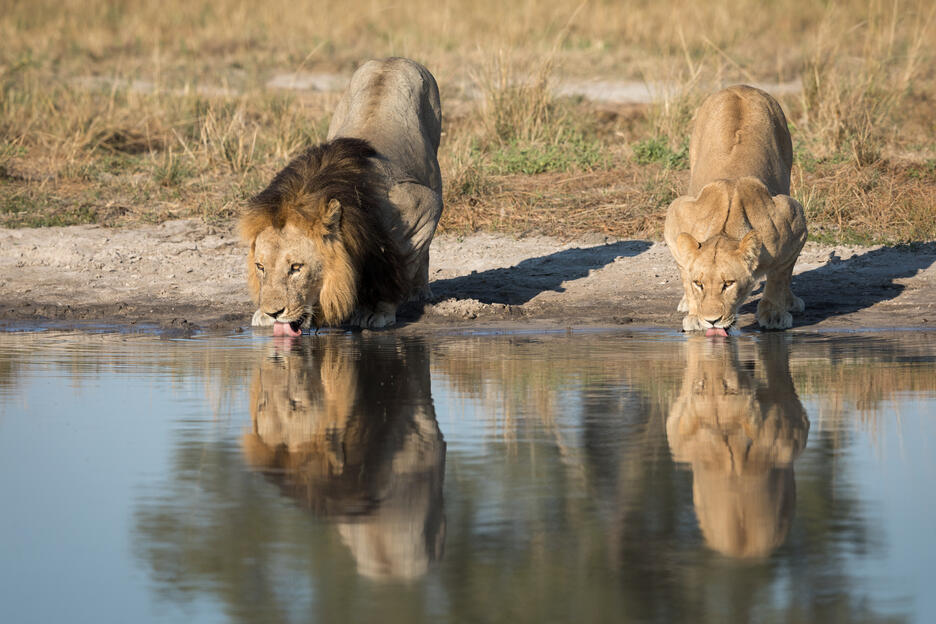 Löwe und eine Löwin an einer Wasserstelle