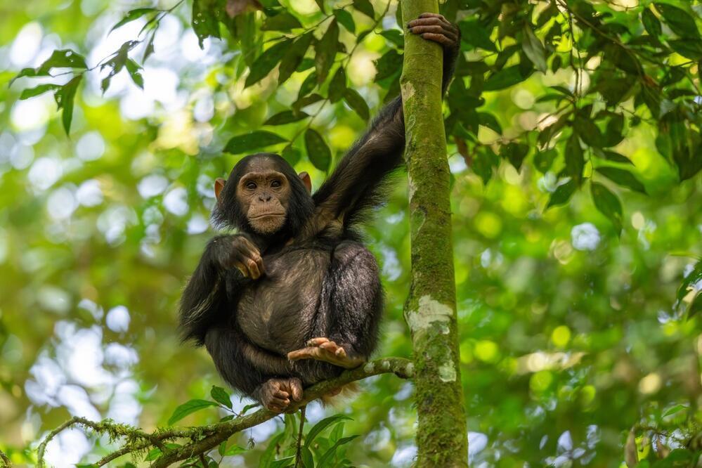 Schimpanse im Kibale Forest