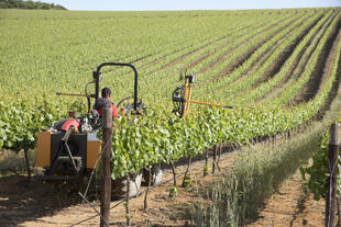 Weinreben in der Gegend von Stellenbosch