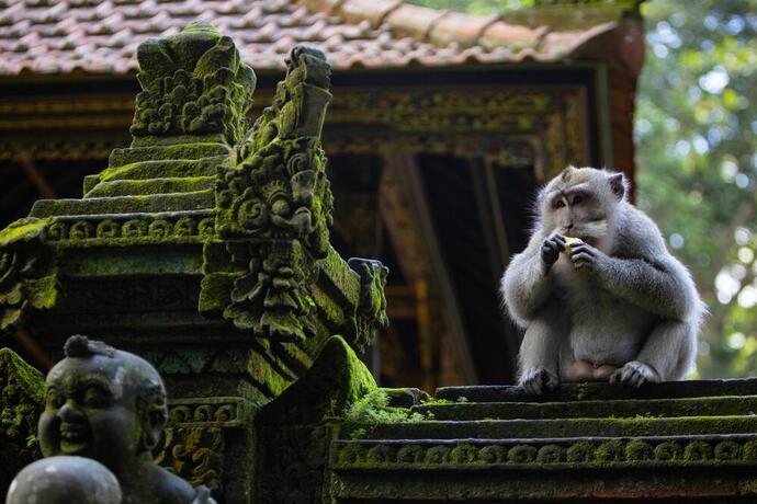 Affenwald in Ubud
