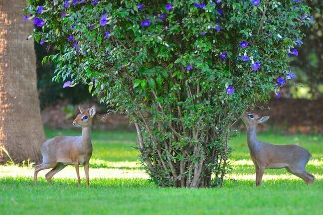 Dik-Diks in der Arumeru River Lodge