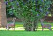 Dik-Diks in der Arumeru River Lodge
