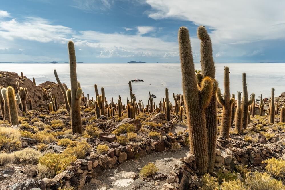 Kakteen der Insel Incahuasi