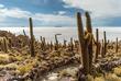 Kakteen der Insel Incahuasi