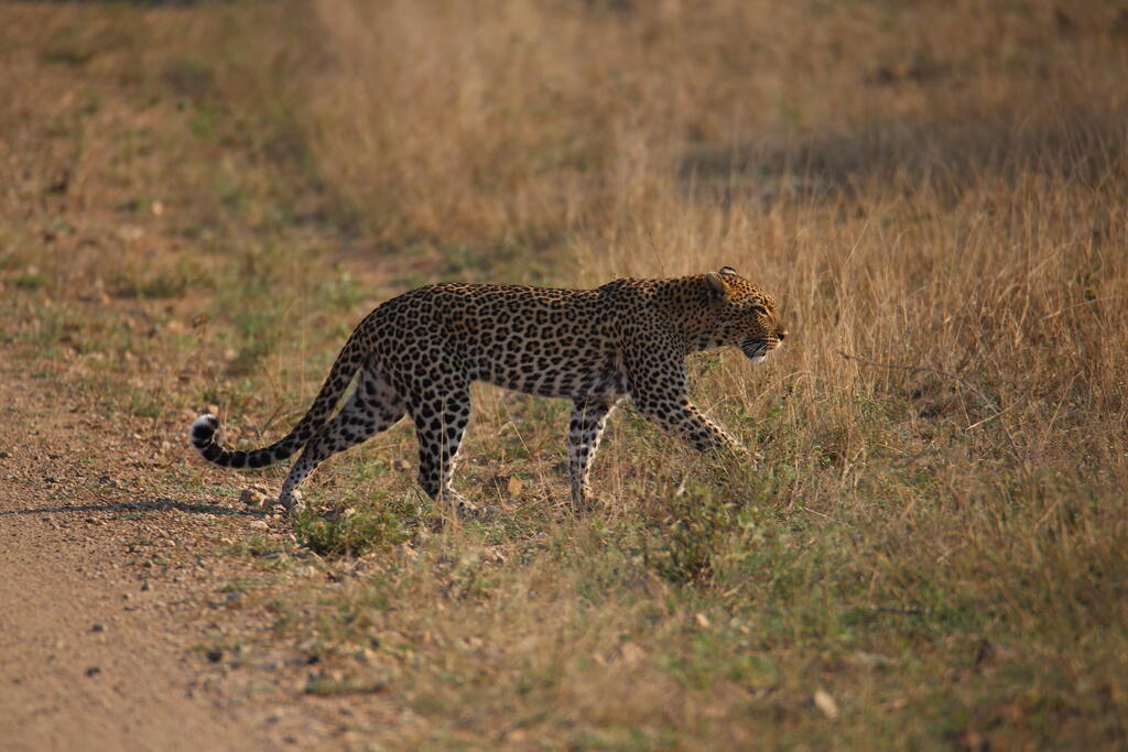 Leopard im Krüger NP