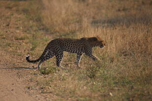 Leopard im Krüger NP