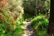 Levada da Serra do Faial