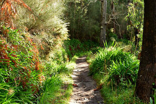  Levada da Serra do Faial