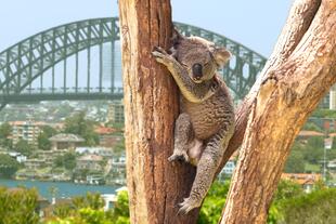 Koala in Sydney