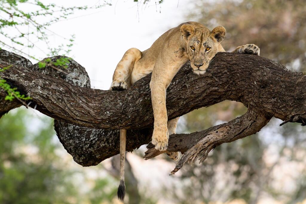 Löwe im Tarangire Nationalpark