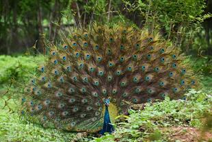 Pfau im Udawalawe NAtionalpark