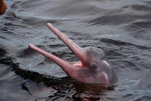 Rosa Flussdelfin 