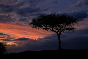 Sonnenuntergang in Serengeti