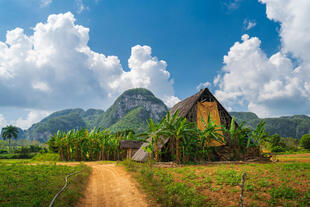 Tabakfeld im Viñales Tal