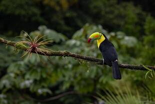 Tukan am Río Sarapiquí in Costa Rica