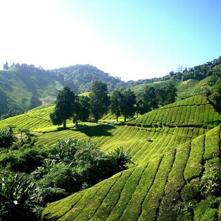 Teeplantage in den Cameron Highlands
