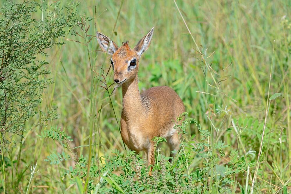 Dik Dik