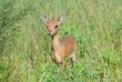 Dik Dik