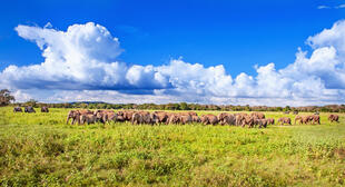 Elefanten während einer Jeep Safari