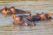 Flusspferde im Wasser