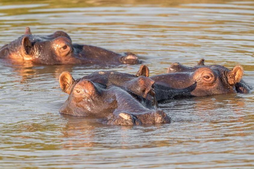 Flusspferde im Wasser