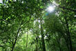 Kibale Nationalpark