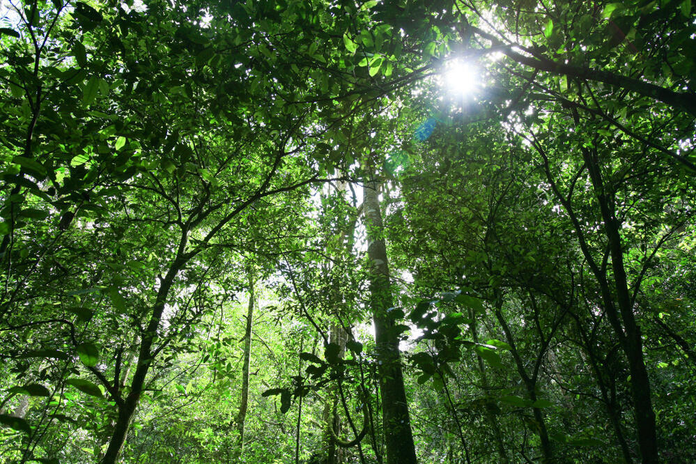 Kibale Nationalpark 