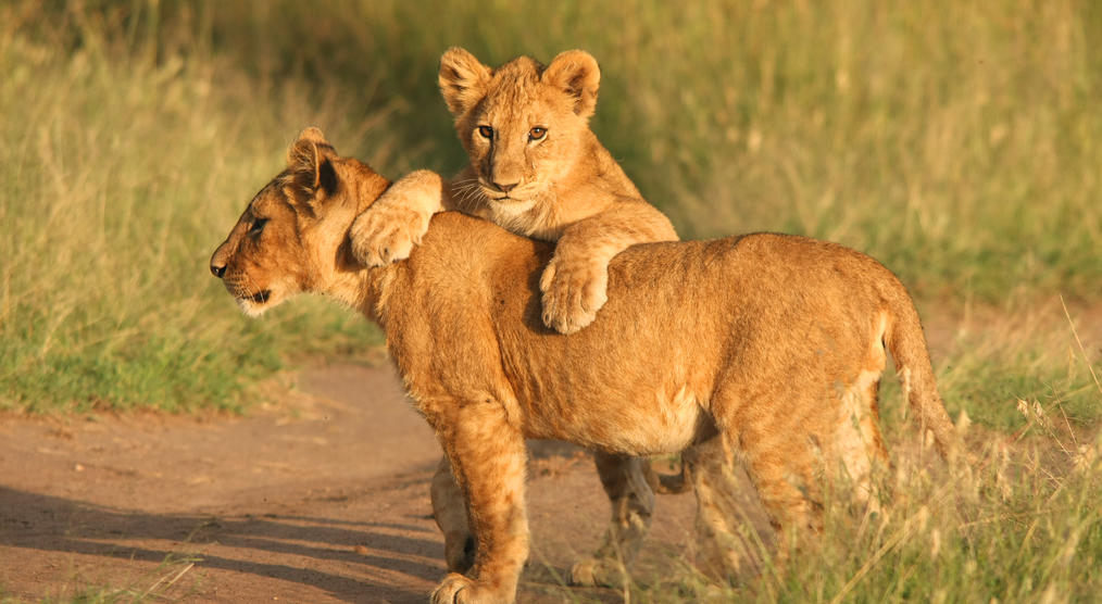 Löwen im Ngorongoro Krater