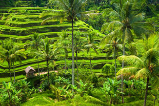 Reisterrasse in Ubud