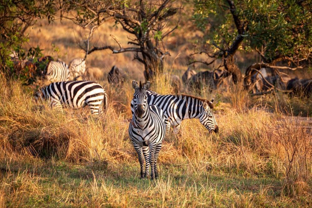 Zebras im Mkomazi Nationalpark