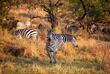 Zebras im Mkomazi Nationalpark