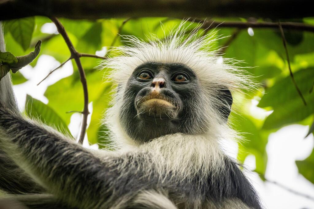Colobus Affe