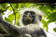 Colobus Affe