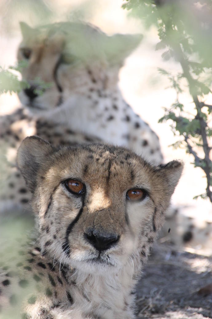 Geparden im Etosha Nationalpark