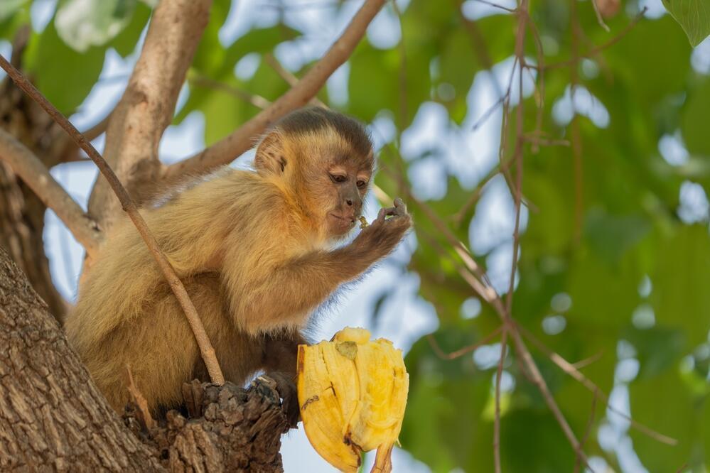 Kapuzineraffe im Pantanal