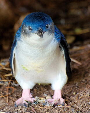 Wilder Pinguin auf Phillip Island 