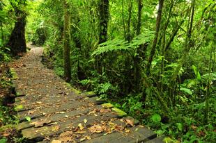 Wanderweg in Monteverde