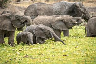 Elefantenherde im Tarangire Nationalpark