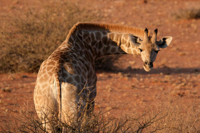 Giraffe in der Kalahari Wüste