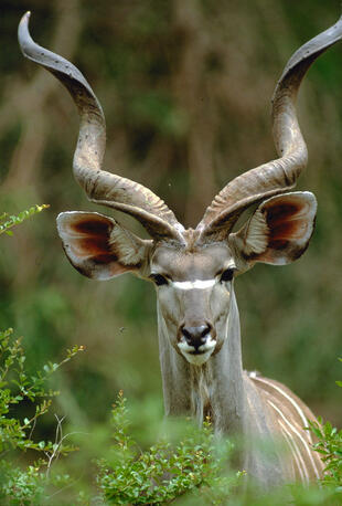 Kudu im Chobe Nationalpark 