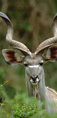 Kudu im Chobe Nationalpark 