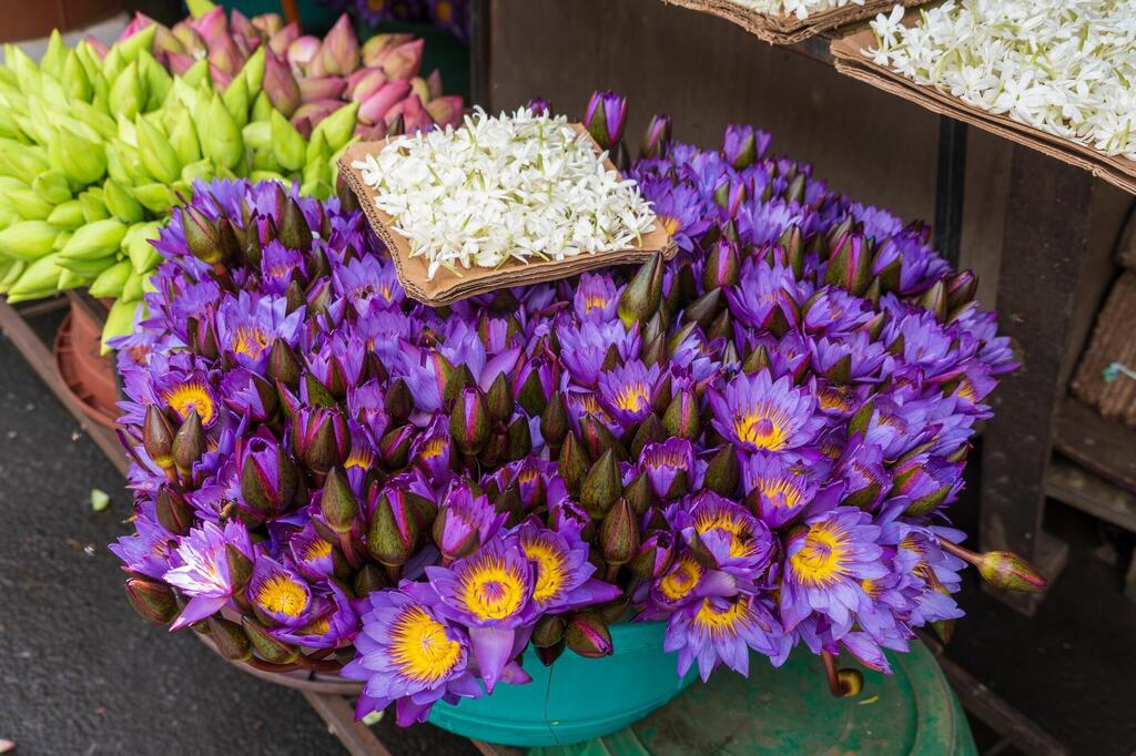 Lotusblumen auf einem Markt in Kandy 